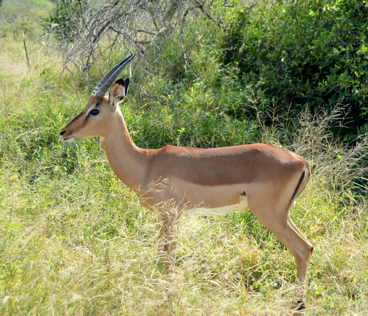 Biodiversity in Peril: The Consequences of Poaching